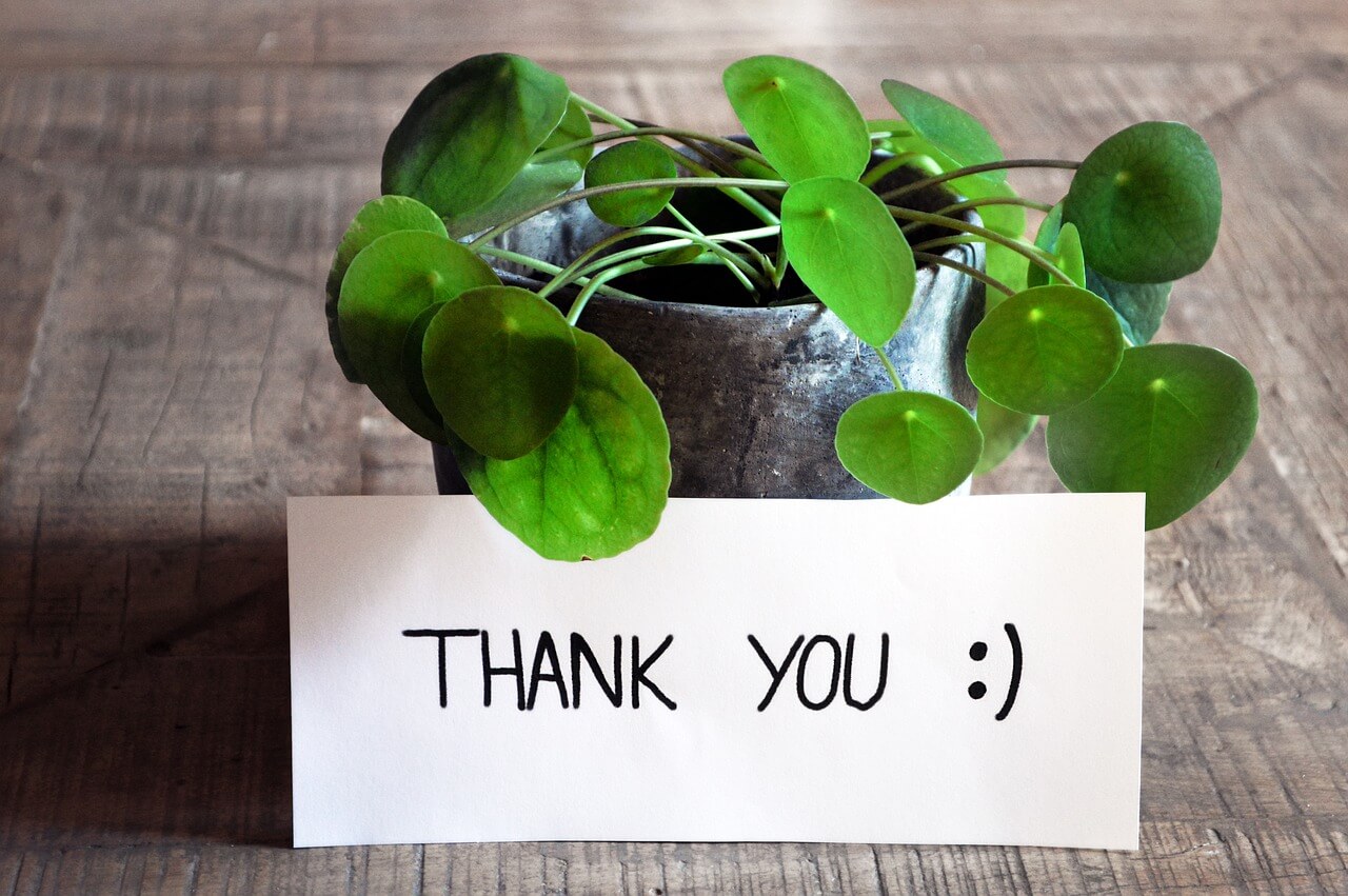 植物とその前に「Thank you」と書かれた紙が置いてある画像