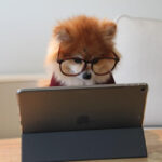 眼鏡をかけた犬がiPadを見ている画像