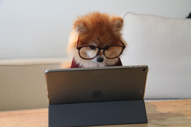 眼鏡をかけた犬がiPadを見ている画像