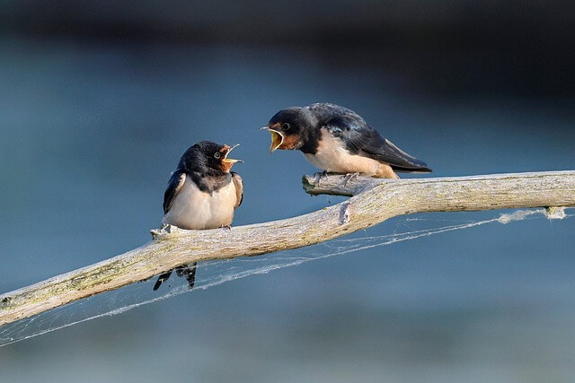 二匹の鳥の画像